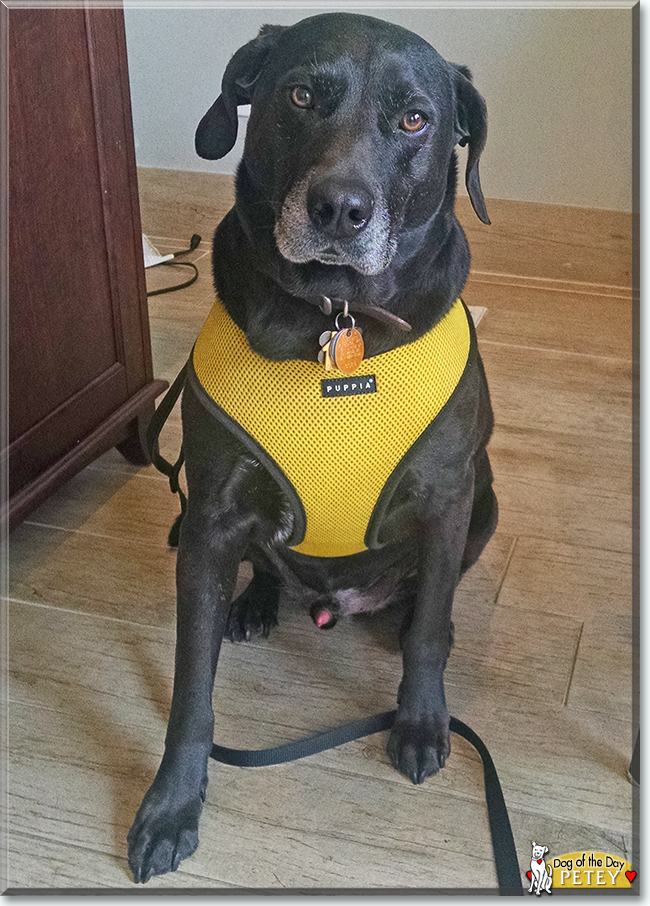 Petey the Labrador mix, the Dog of the Day