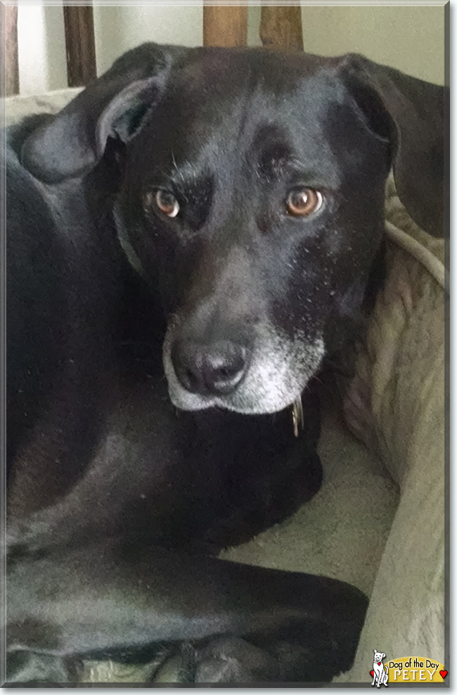 Petey the Labrador mix, the Dog of the Day