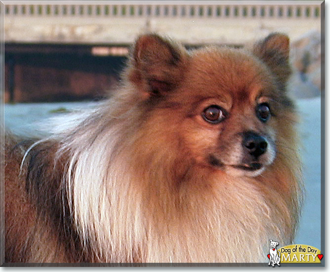 Marty the Pomeranian, the Dog of the Day