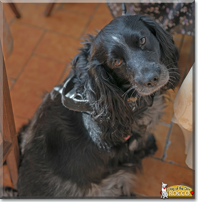 Rocco the Cocker Spaniel, the Dog of the Day