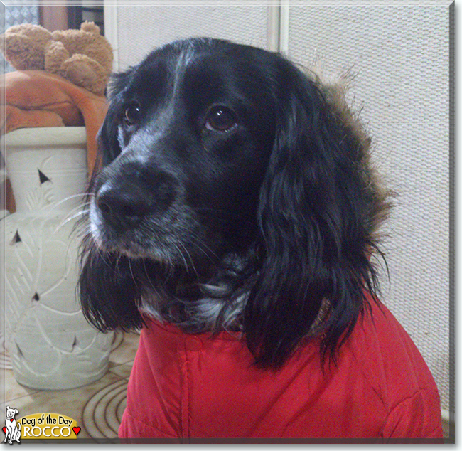 Rocco the Cocker Spaniel, the Dog of the Day