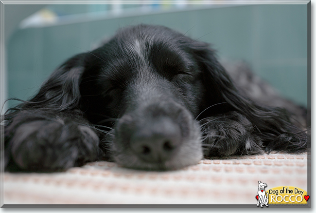 Rocco the Cocker Spaniel, the Dog of the Day