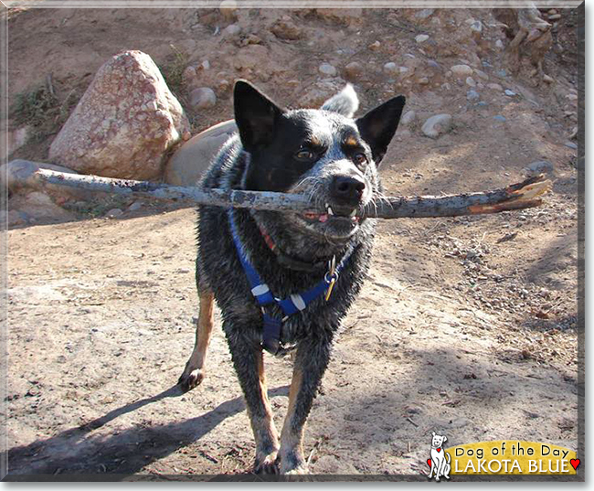 Lakota Blue the Australian Cattle Dog, the Dog of the Day
