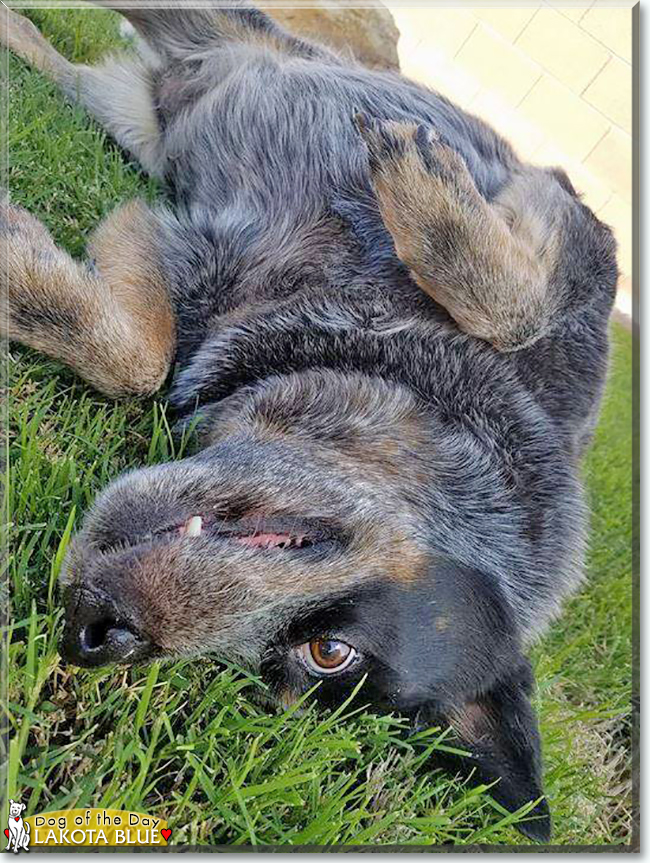 Lakota Blue the Australian Cattle Dog, the Dog of the Day