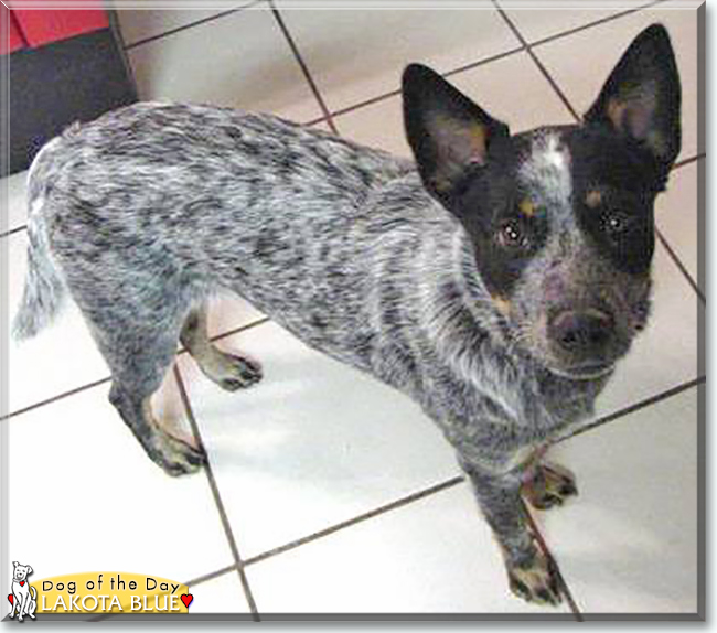 Lakota Blue the Australian Cattle Dog, the Dog of the Day