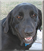 Louise the Labrador Retriever mix