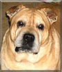 Austin the Shar Pei