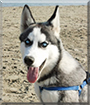 Kiba the Siberian Husky