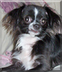 Abby the Chihuahua