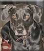 Petey the Labrador mix
