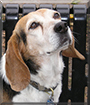 Lucy Belle the Beagle