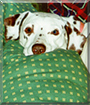 Holly the Dalmatian