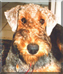 Willie B. the Airedale