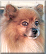 Marty the Pomeranian