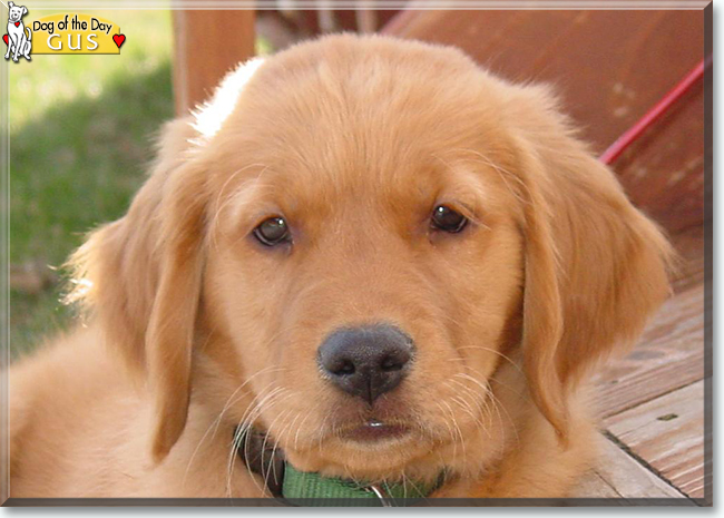 Gus the Golden Retriever, the Dog of the Day