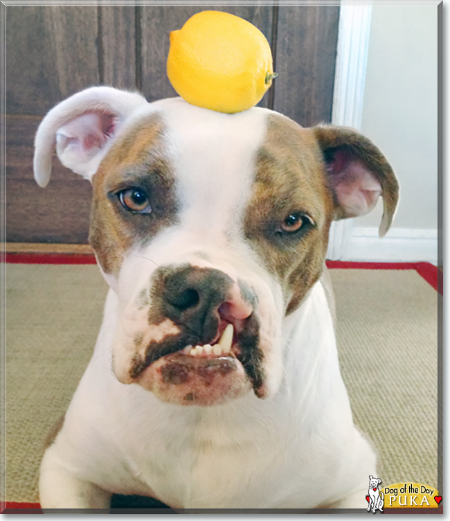 Puka the Boxer mix, the Dog of the Day