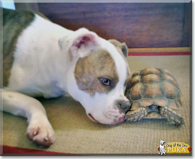 Puka the Boxer mix, the Dog of the Day