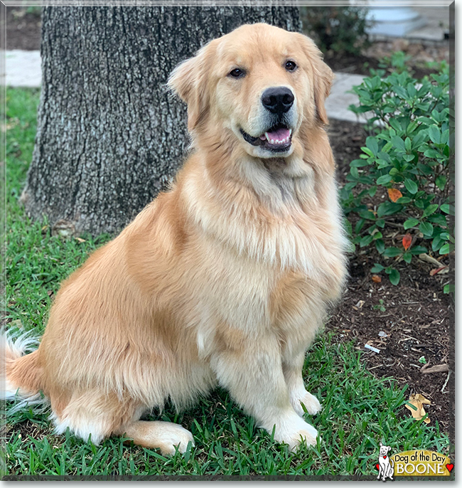 Boone the Golden Retriever, the Dog of the Day