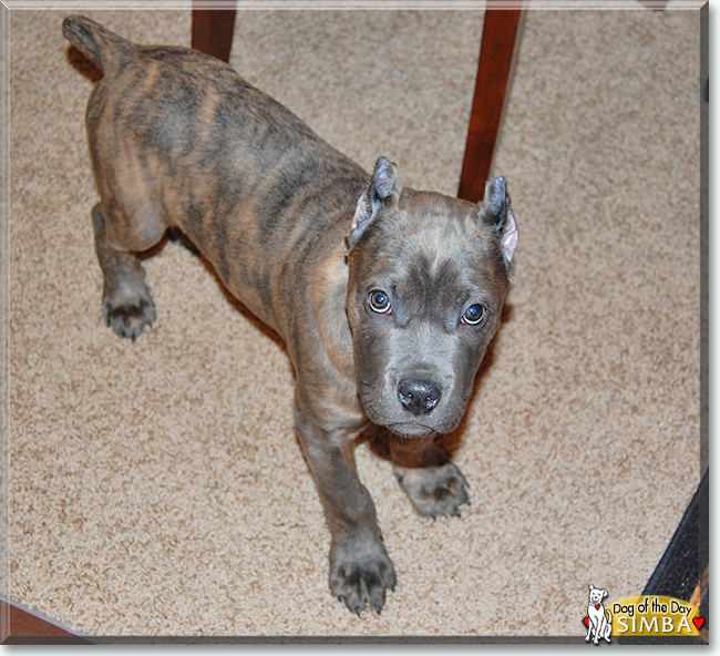 Simba the Cane Corso, the Dog of the Day