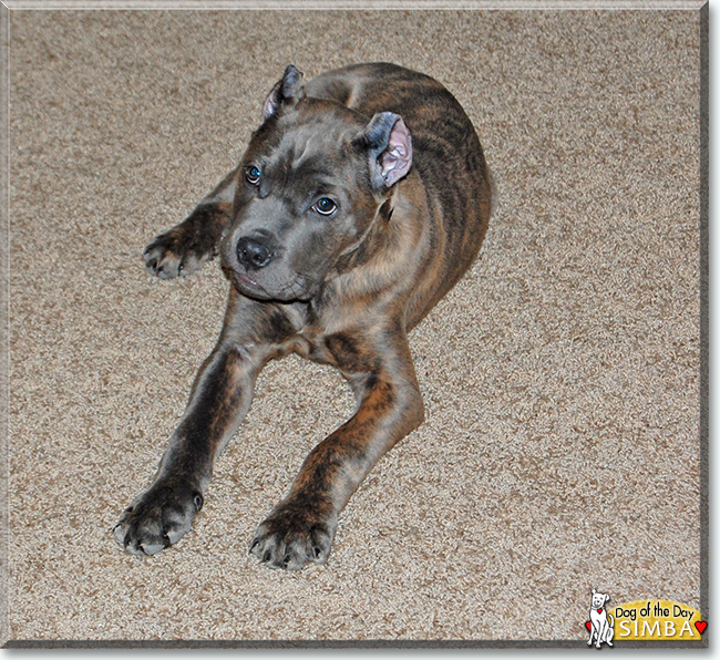 Simba the Cane Corso, the Dog of the Day