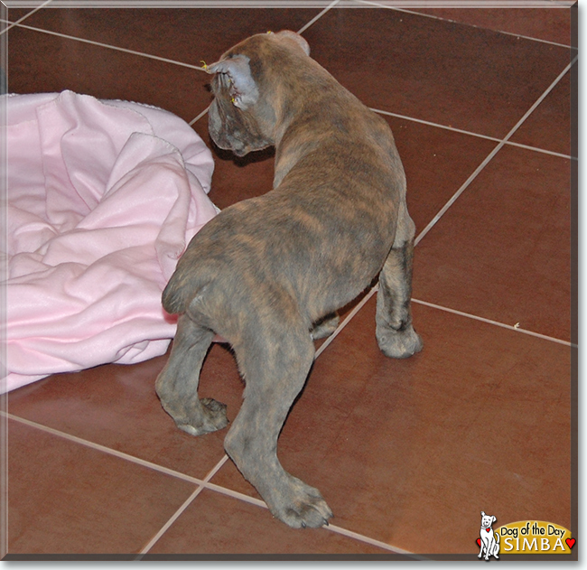 Simba the Cane Corso, the Dog of the Day