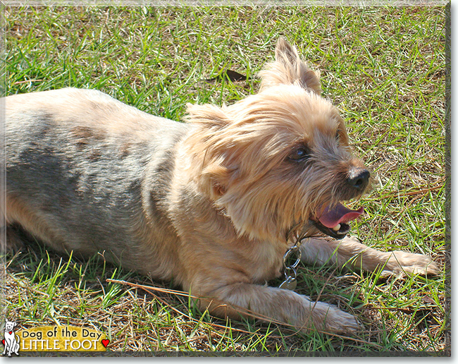 Little Foot the Silky Terrier, the Dog of the Day