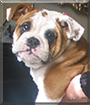 Bronco the English Bulldog