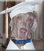 Blue the Weimaraner