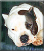 Nautica the American Pit Bull Terrier