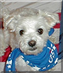 Willie the Maltese