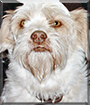 Falkor the Lhasa Apso, Terrier mix