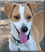 Eddie the Parson Jack Russell Terrier mix