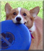 Ellie the Pembroke Welsh Corgi