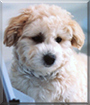 Teddy Bear the Bichon Frise/Shih Tzu