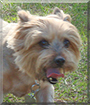 Little Foot the Silky Terrier