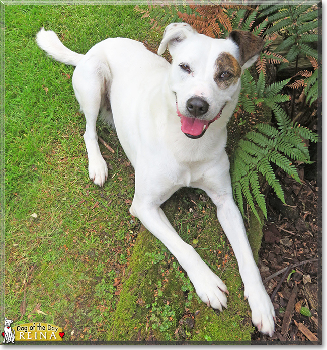 Reina the Border Collie mix, the Dog of the Day