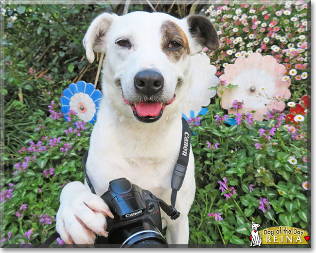 Reina the Border Collie mix, the Dog of the Day