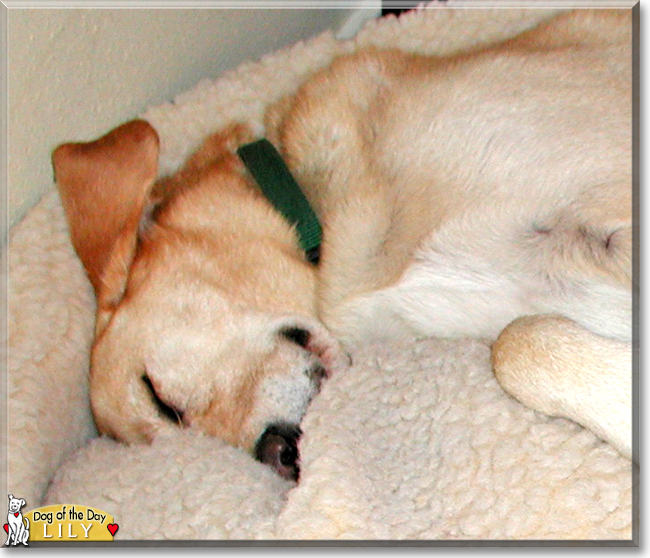 Lily the Labrador Retriever, the Dog of the Day