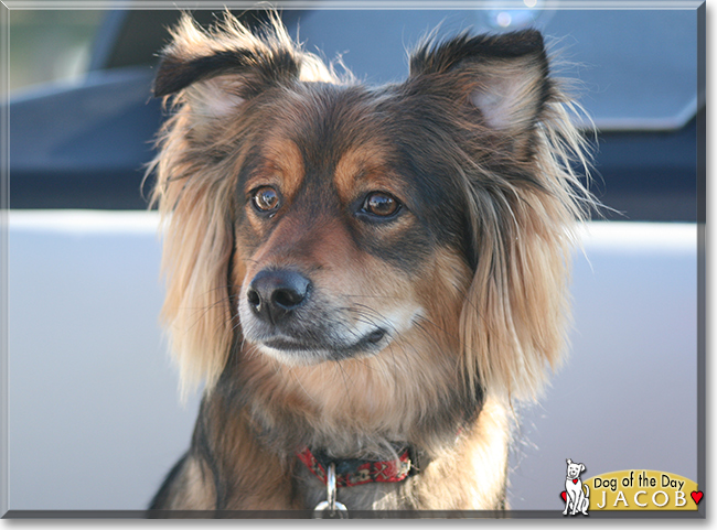 Jacob the Spaniel mix, the Dog of the Day