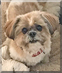 Peanut the Shih Tzu