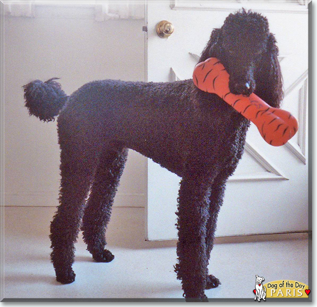 Paris the Standard Poodle text, the Dog of the Day