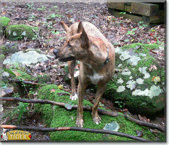 Tiger the Cattle Dog/Whippet mix, the Dog of the Day