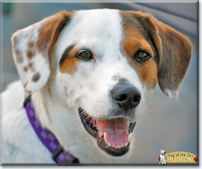 Hudson the Dog, the Dog of the Day