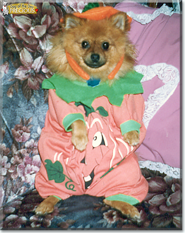 Precious the Pomeranian, the Dog of the Day