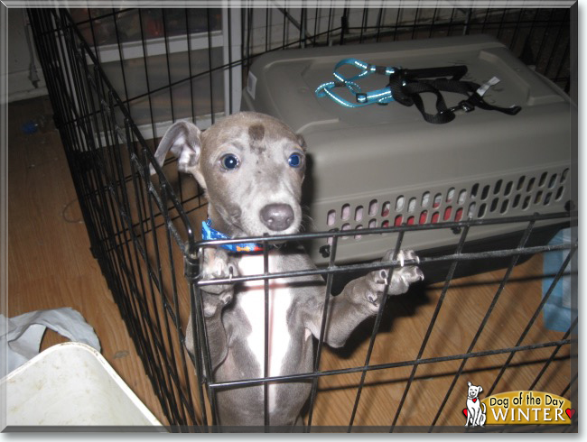 Winter the Italian Greyhound, the Dog of the Day