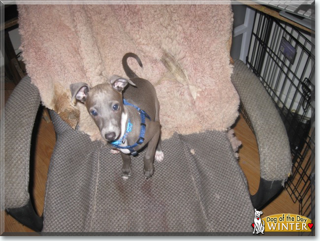 Winter the Italian Greyhound, the Dog of the Day