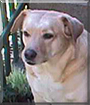 Lizzy the Labrador Retriever mix