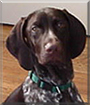 Hunter the German Shorthaired Pointer