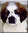 Neil the Saint Bernard