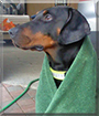 Lasse the Doberman Pinscher